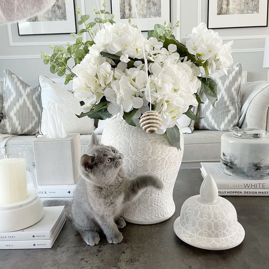 Happy World Animal Day 🐈...