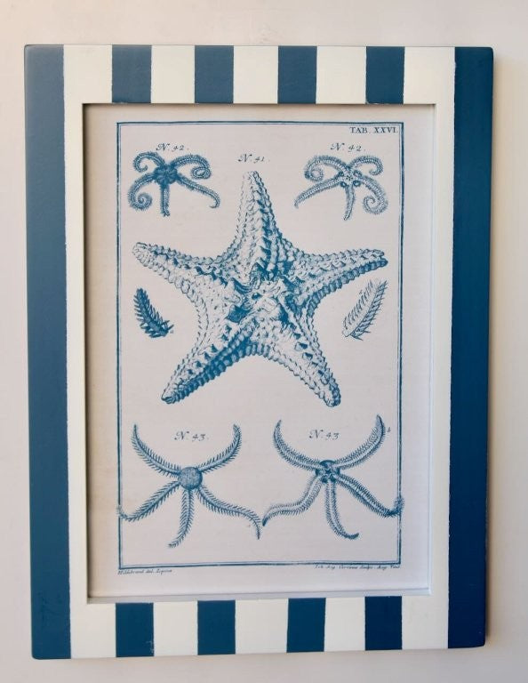 Blue Stripe Shell Picture