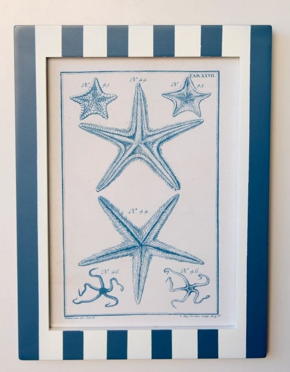 Blue Stripe Shell Picture 3