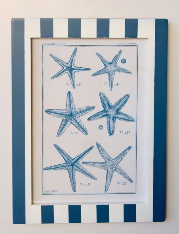 Blue Stripe Shell Picture 2