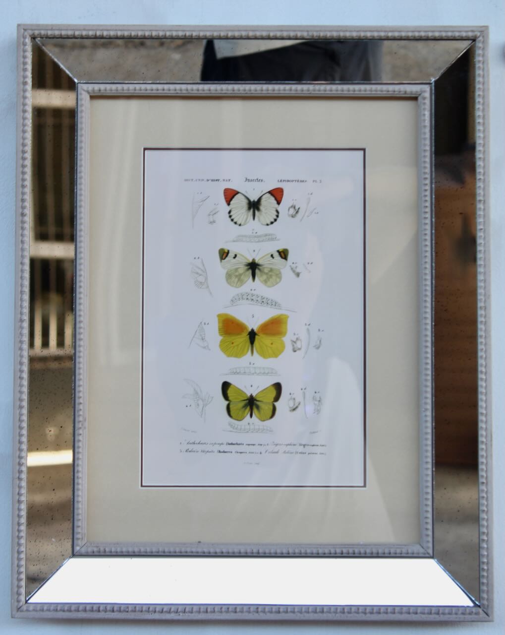 Antique Mirrored Butterfly Picture