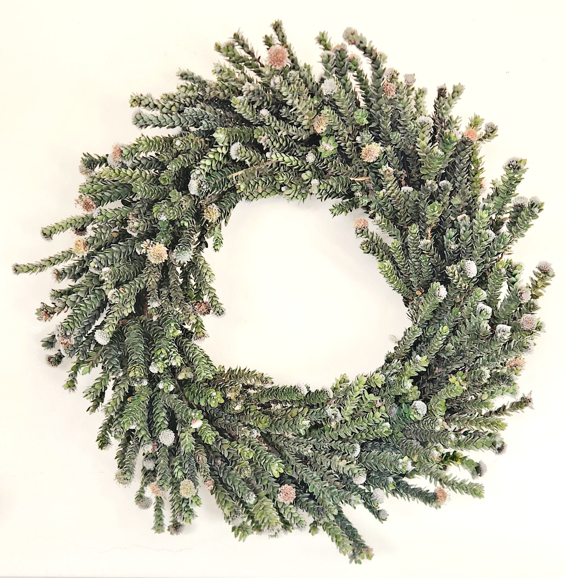 Green Buxifolia Plain Wreath