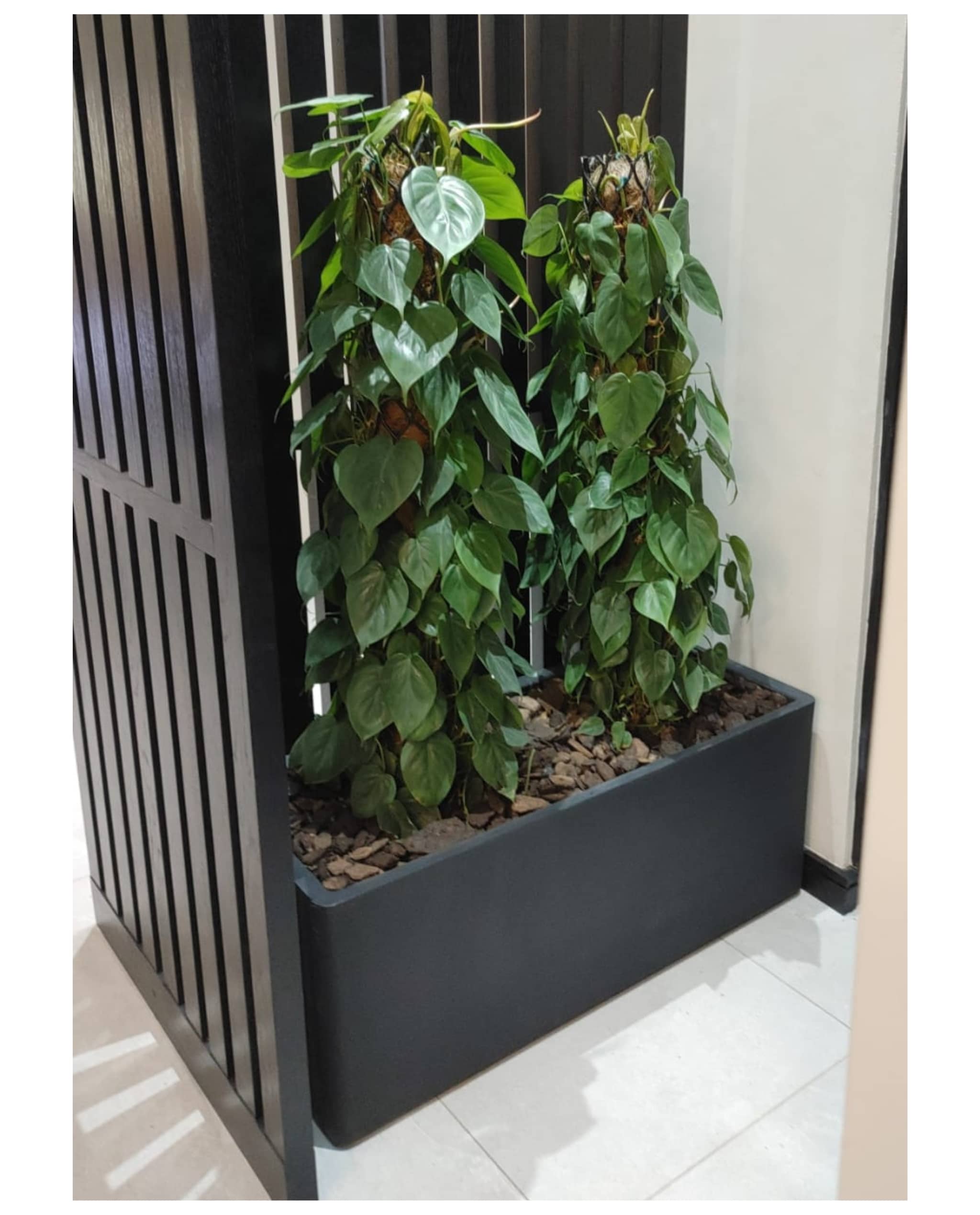 Window Boxes Planters