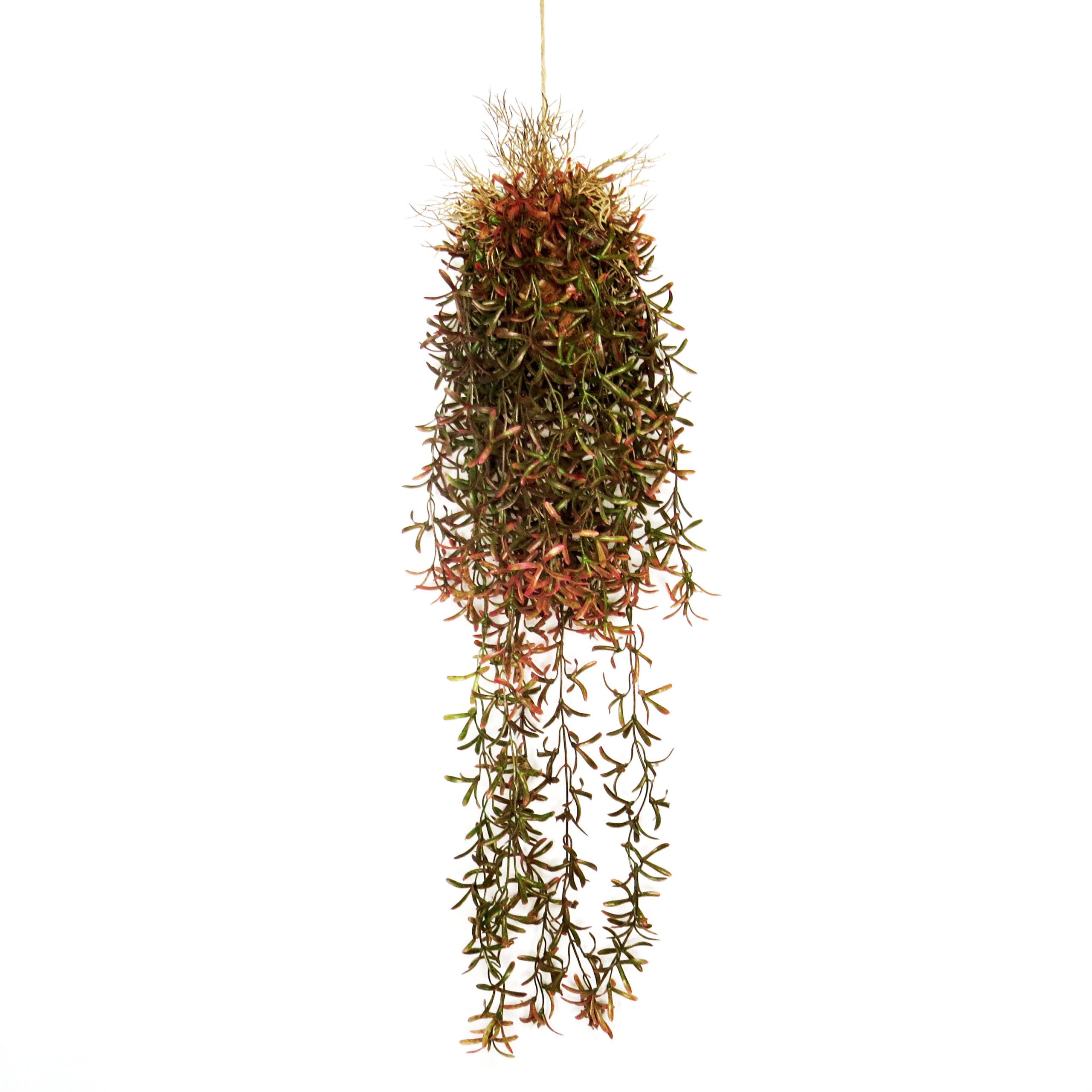 Hanging Plant Ball with Aerial Roots