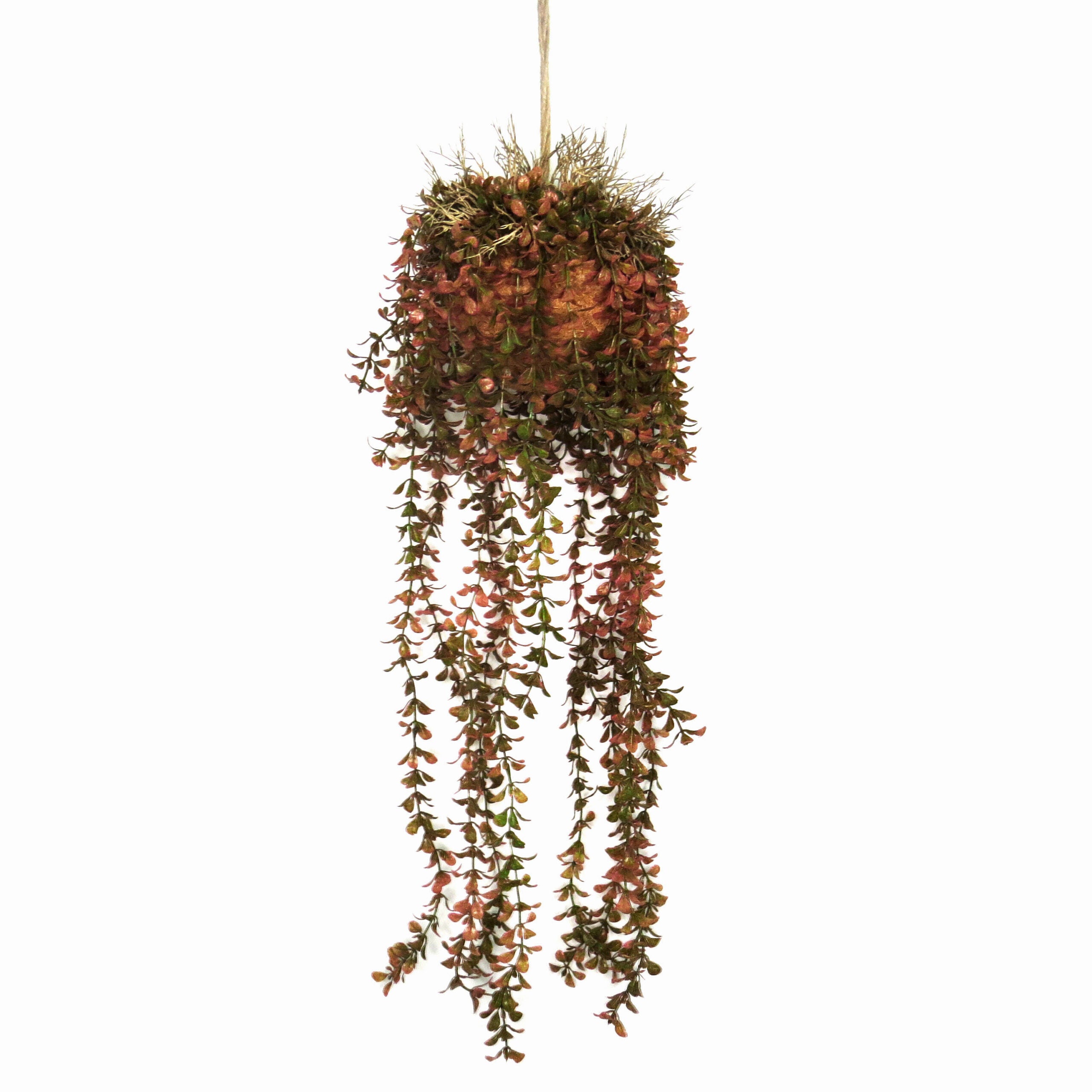 Delicate Aerial Root Hanging Plant – Gorgeous Design