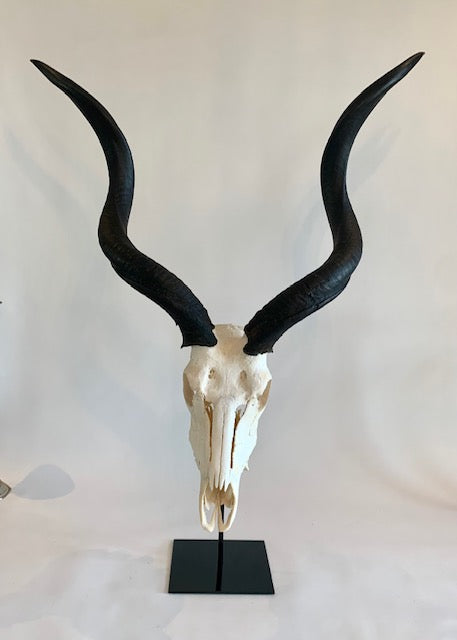 Medium Metal Mounted Oiled Kudu Skull