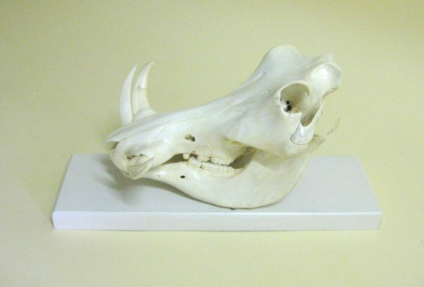 Mounted Warthog Skull