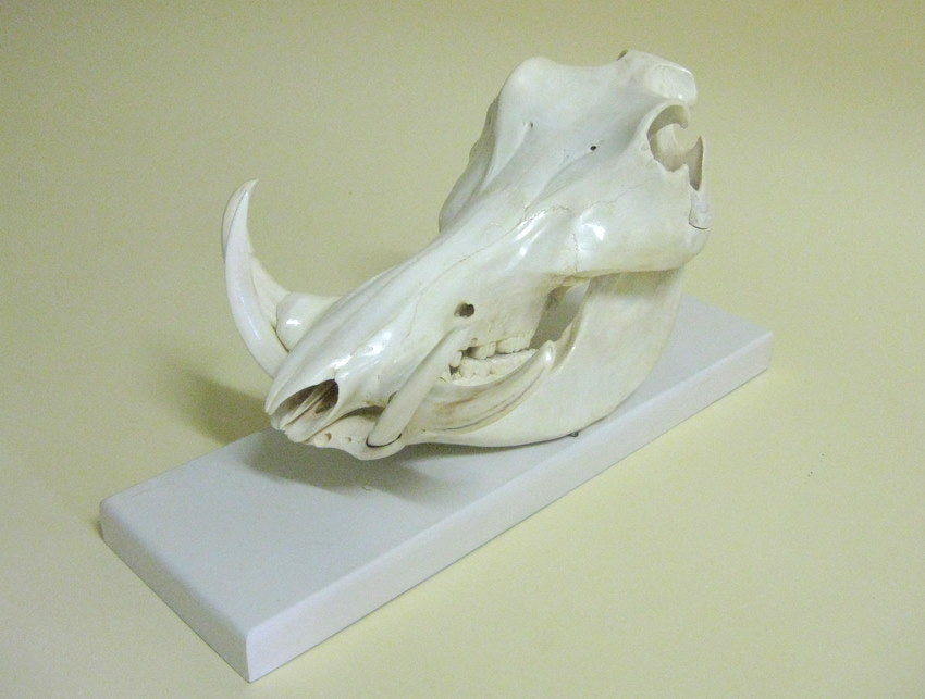 Mounted Warthog Skull