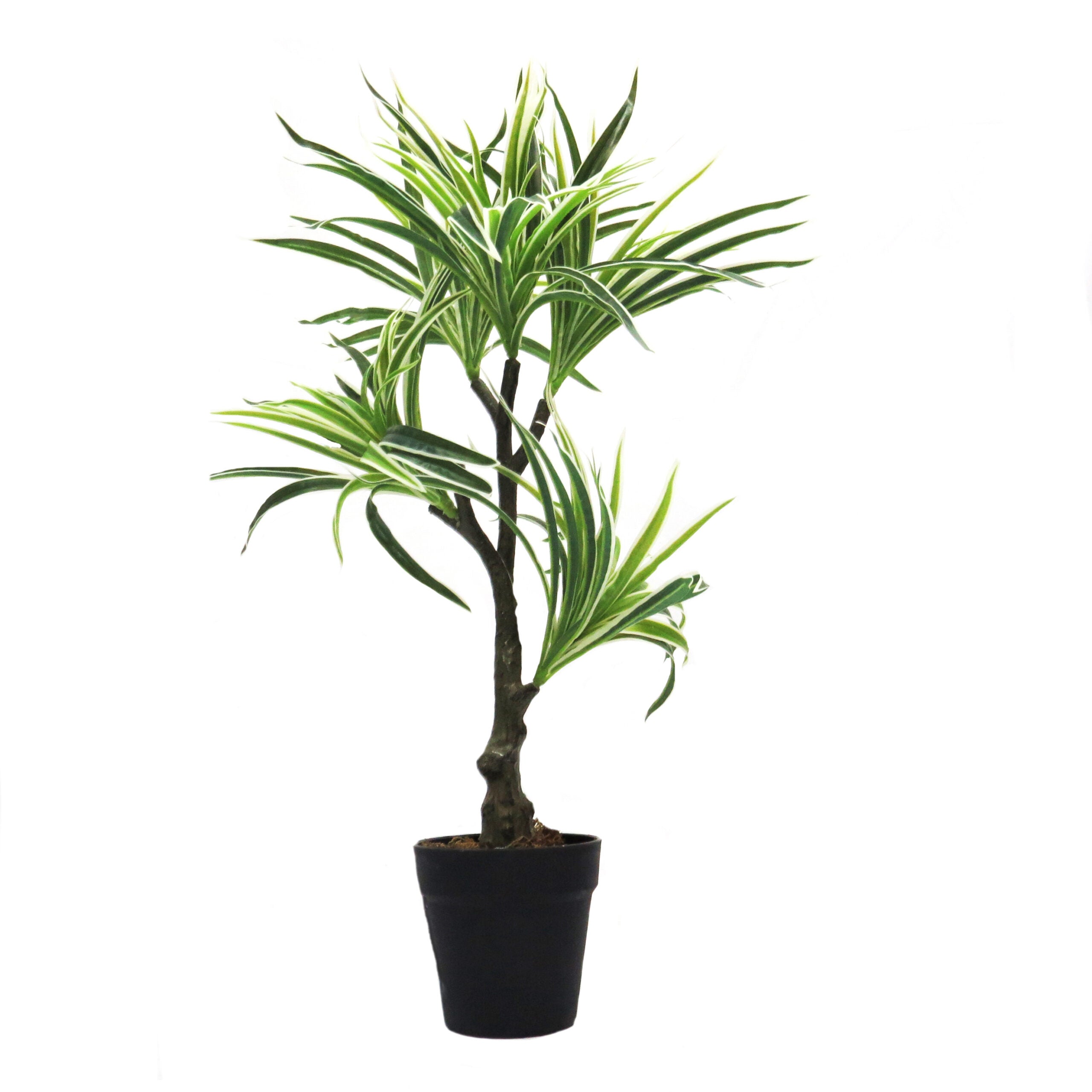 Elegant & Sculptural White Spider Plant