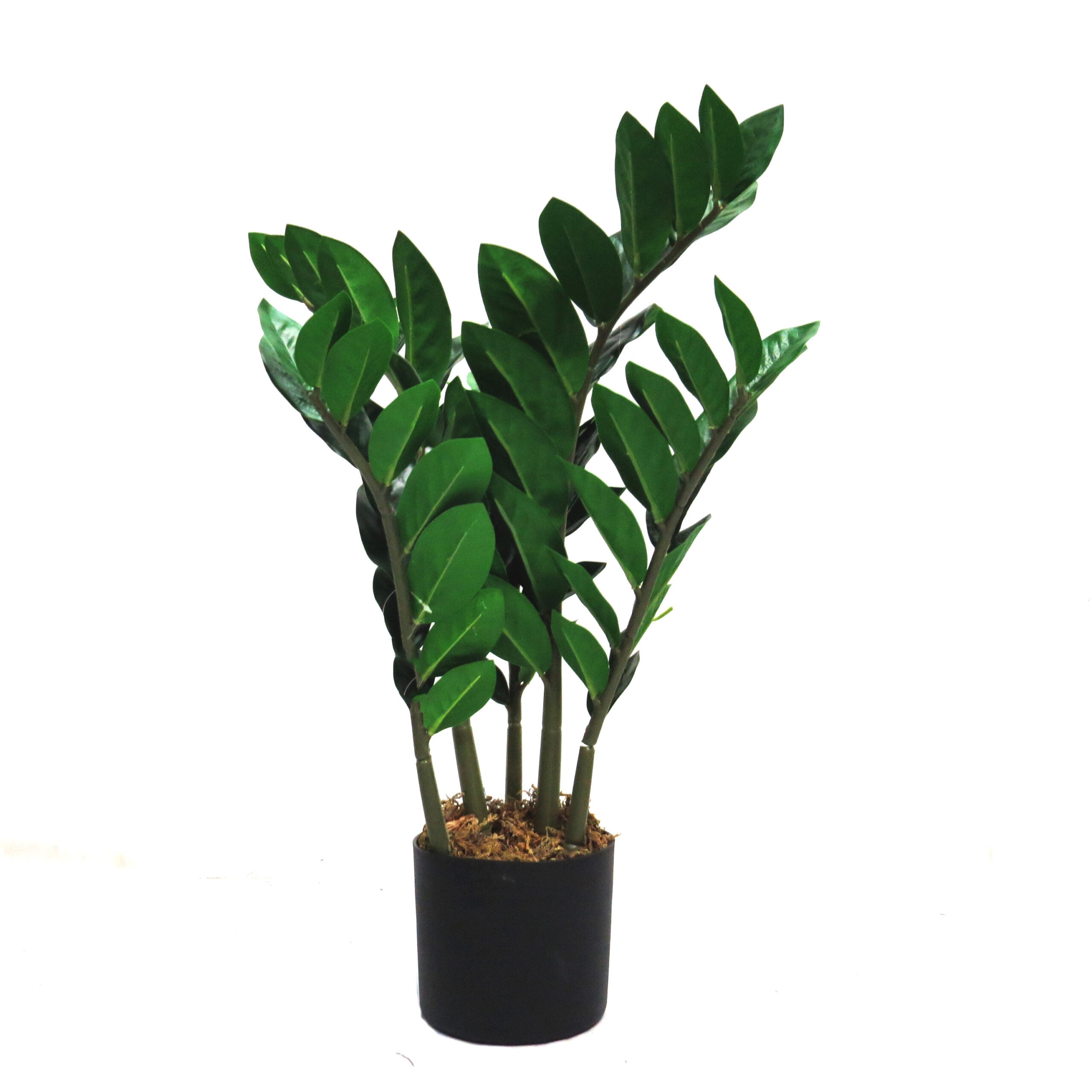 Lush & Contemporary Artificial Zamifolia