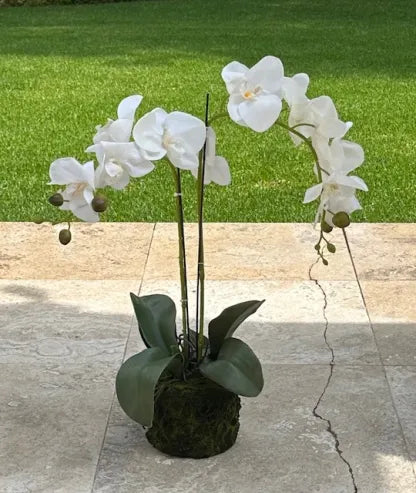 62cm Magnificent 2 Stem Faux Orchid