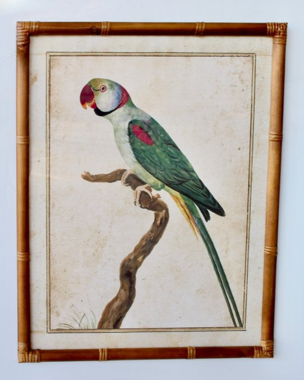 GREEN PARROT BLUE TAIL PICTURE BAMBOO FRAME 70X55CM