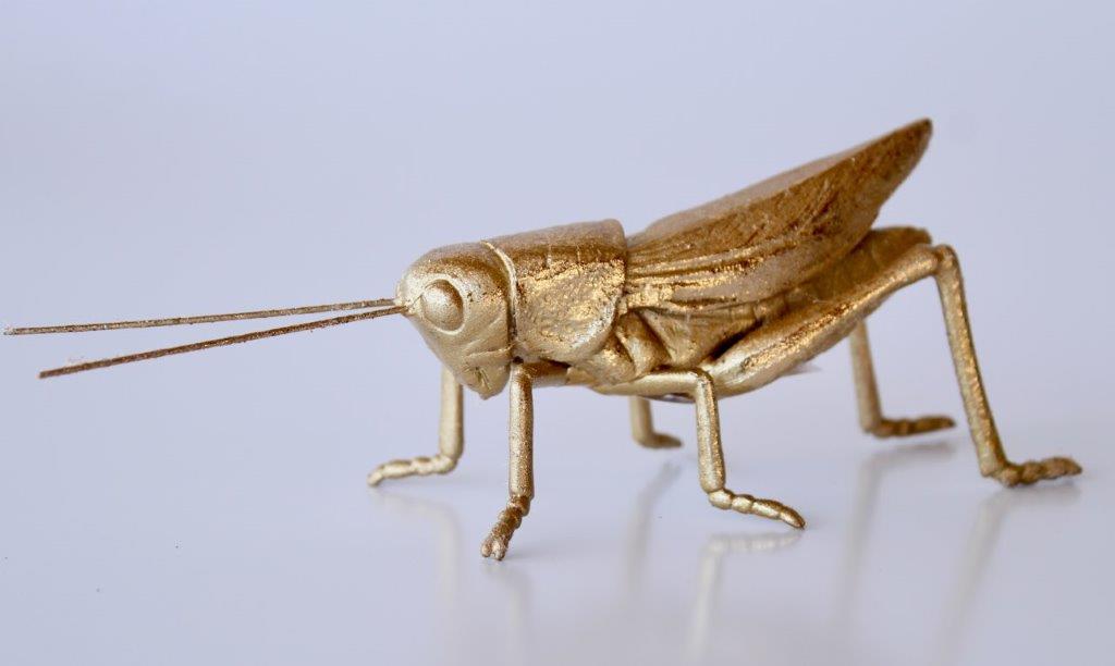 Small Gold Grasshopper