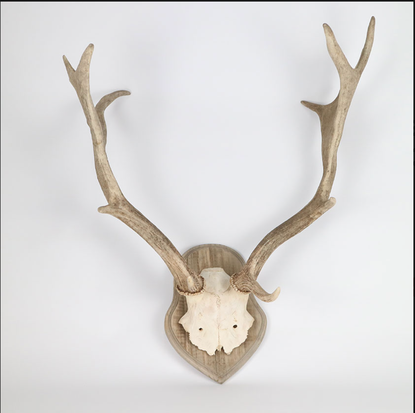 FALLOW SKULLPLATES WITH WOOD PLAQUE LARGE