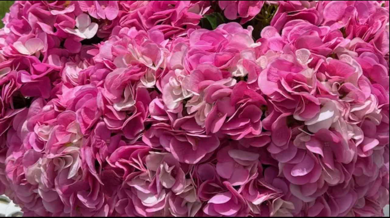 12 Stems x 47cm Real Touch Pink Hydrangeas