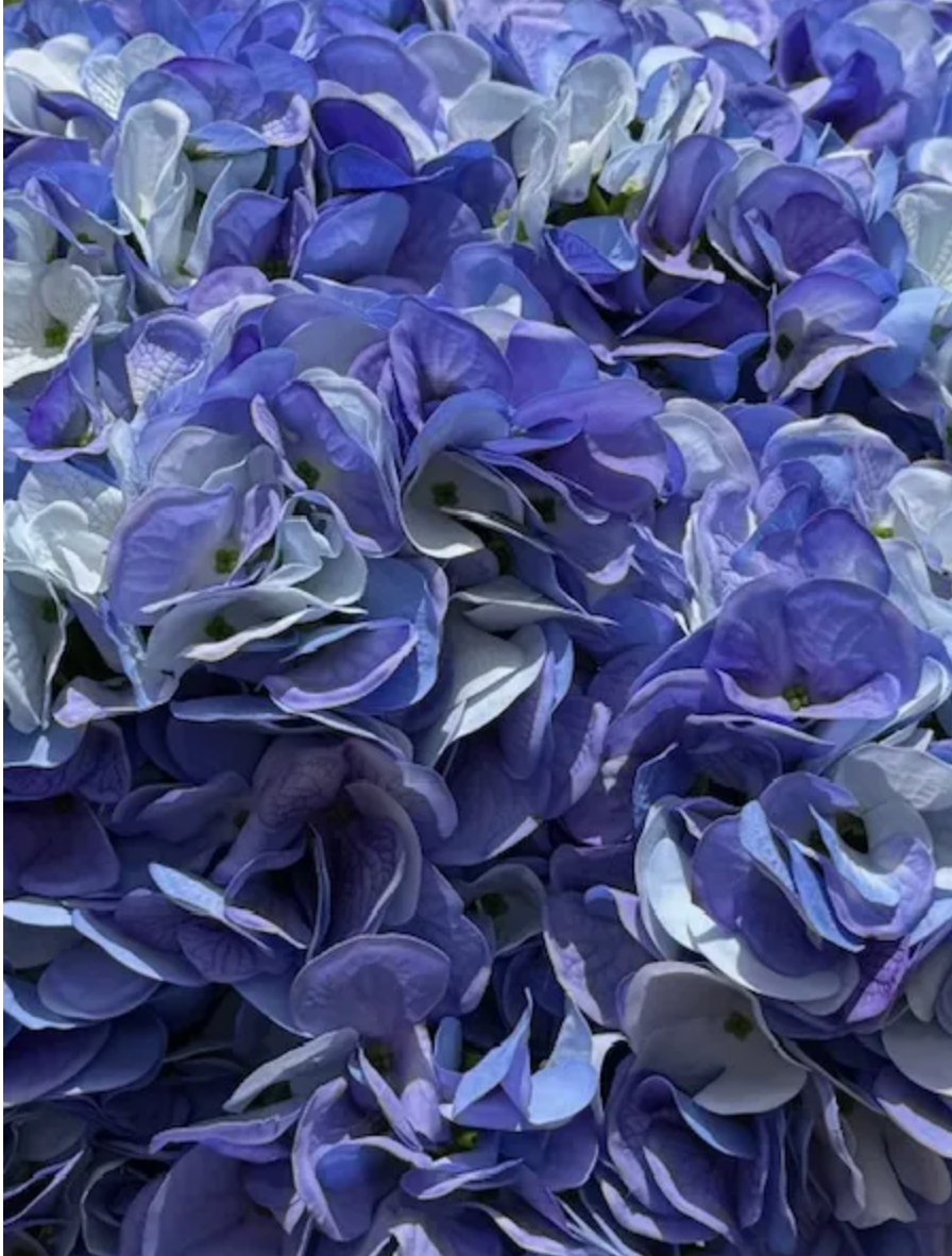 12 Stems x 47cm Real Touch Blue Hydrangeas