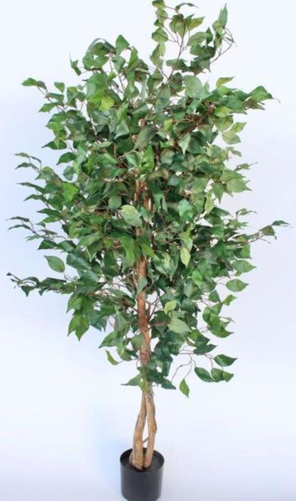 Tall Sisal Plant in Pot