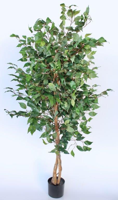 Tall Leaf Plant in Pot