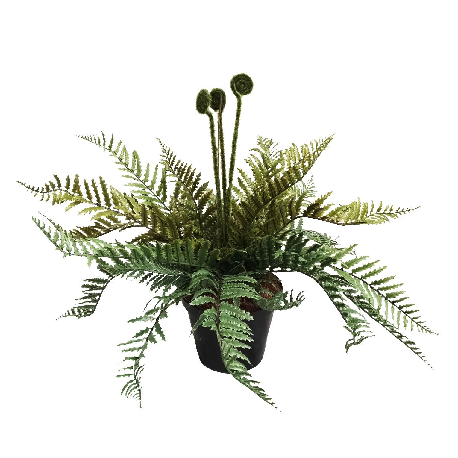 Short 3 Fiddlehead Faux Fern