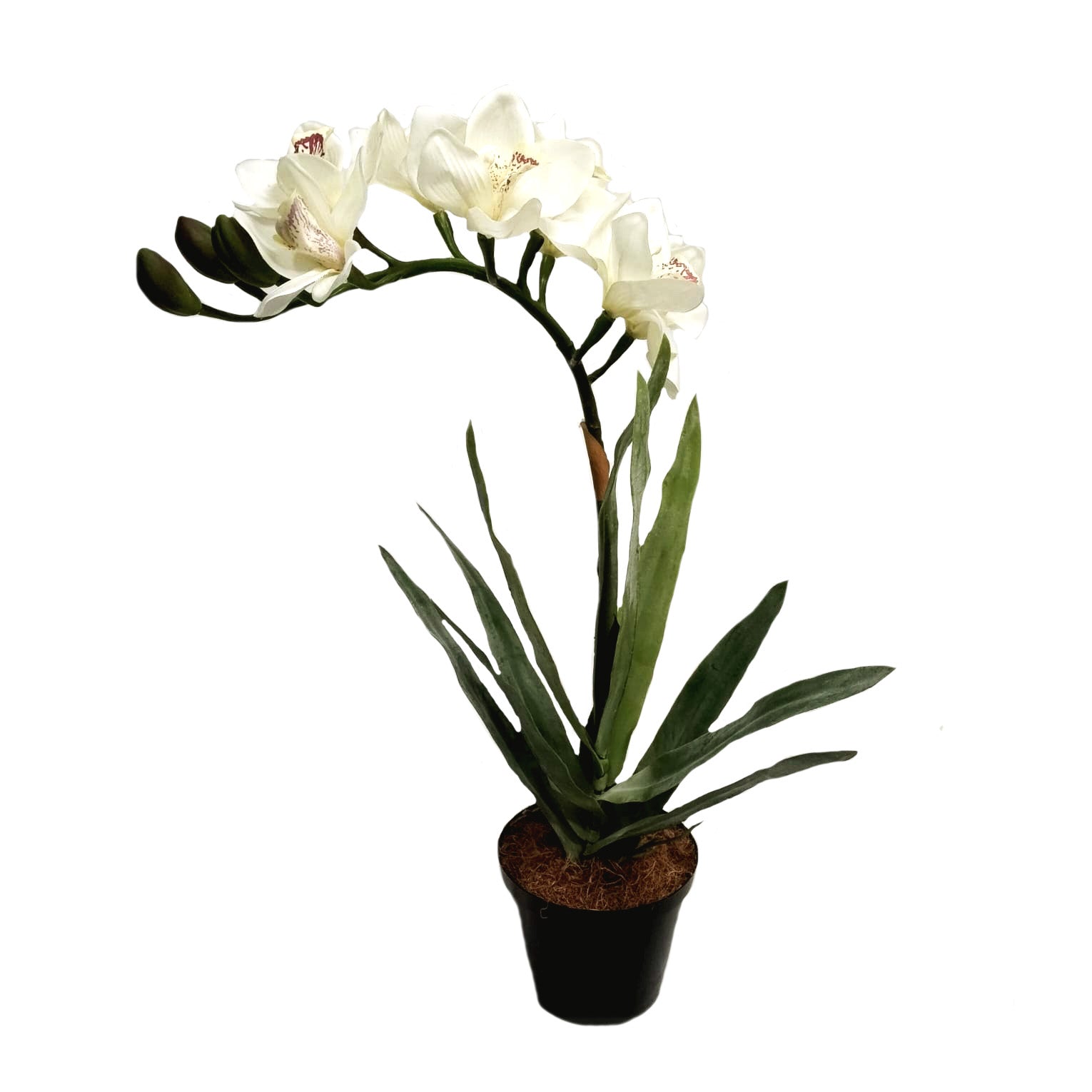 64cm Tall Faux White Orchid