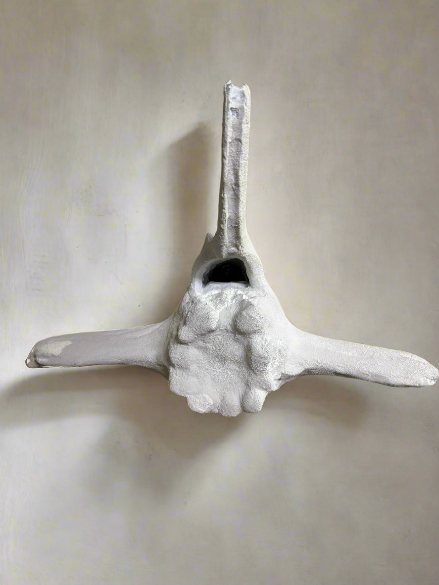 Faux Whale Bone Vertebrae Wall Sculpture