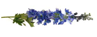 Blue Delphinium Spray – 12 Stem | 79cm Artificial Bloom