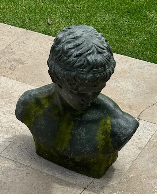 Narcissus Bust