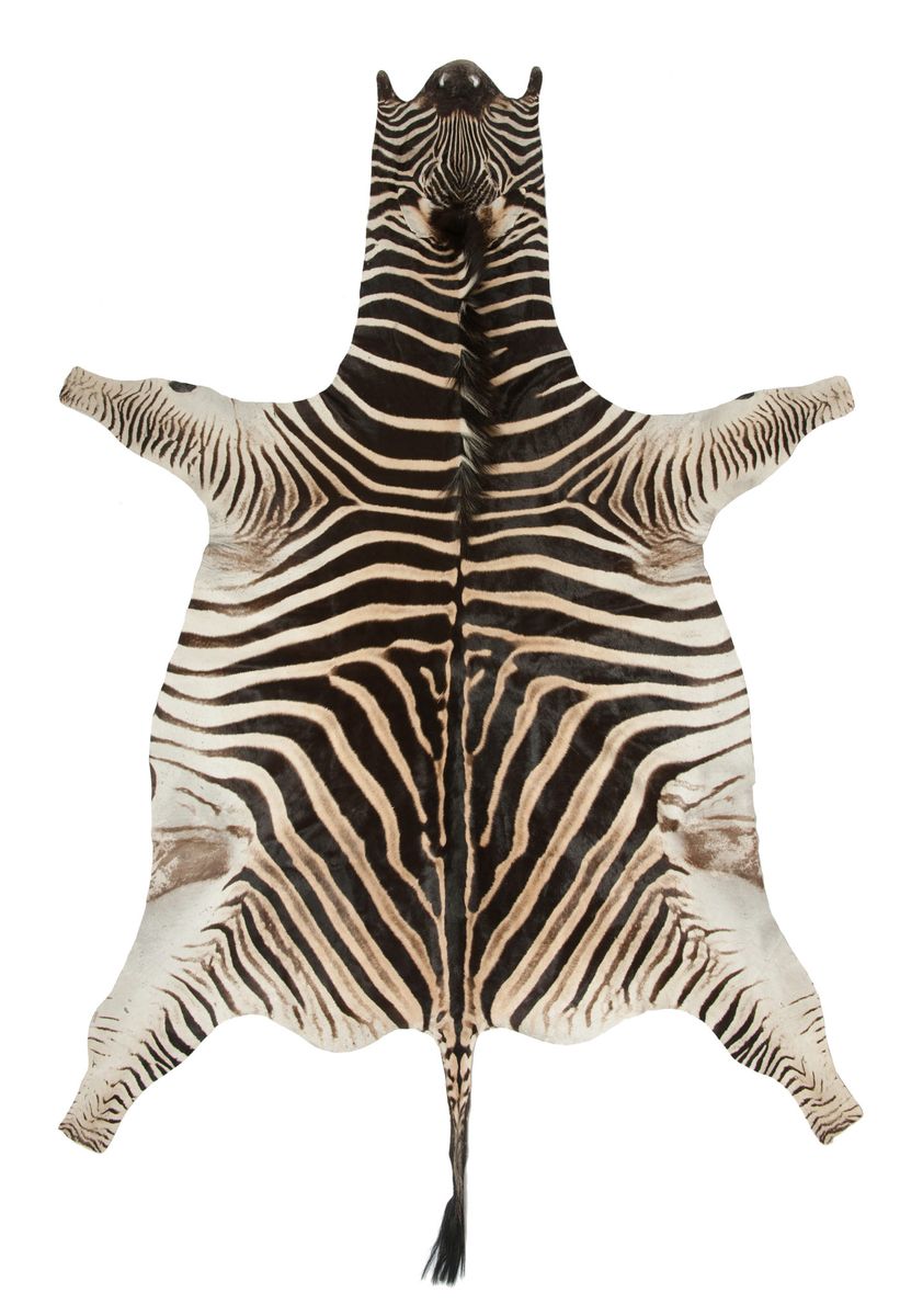 Genuine Zebra Skin Rug