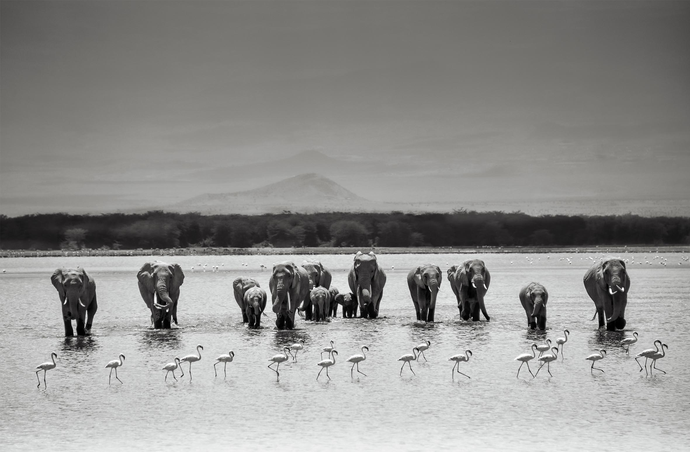 Limited Edition Elephant & Flamingo Landscape - NetDécor