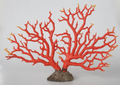 Extra Large Red Coral On Stand - NetDécor