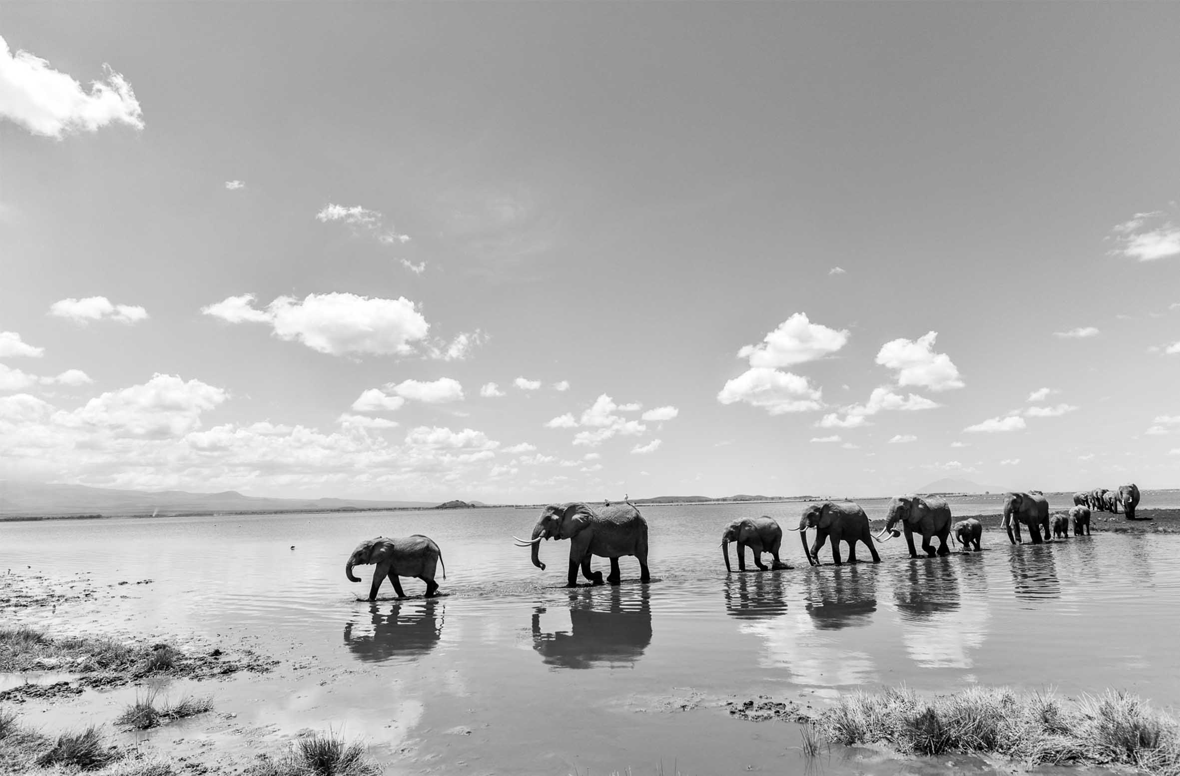 Limited Edition Fearless Leader - NetDécor