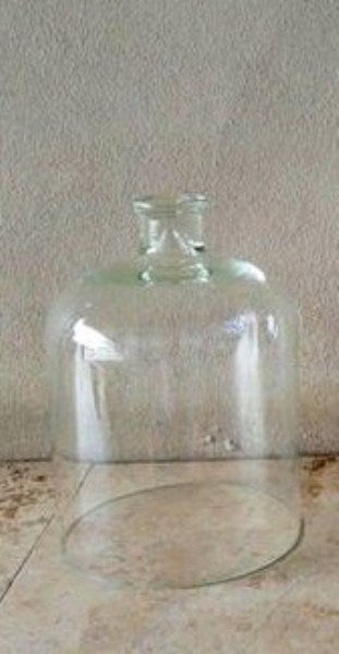 Glass Dome With Large Knob - NetDécor