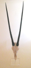 Mounted Gemsbok Full Scull - NetDécor