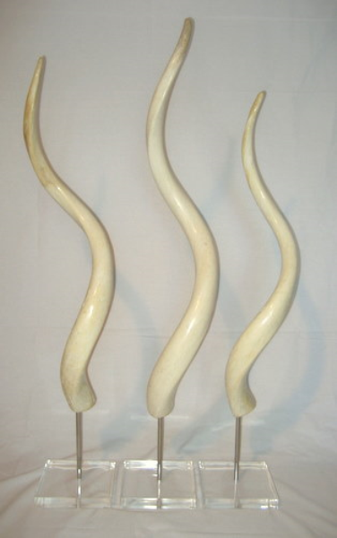 Large Mounted POLISHED Inner Kudu Horns - NetDécor