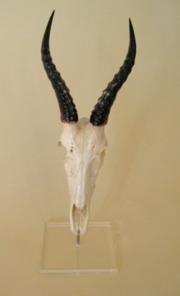 Polished Mounted Blesbok Full Skull - NetDécor