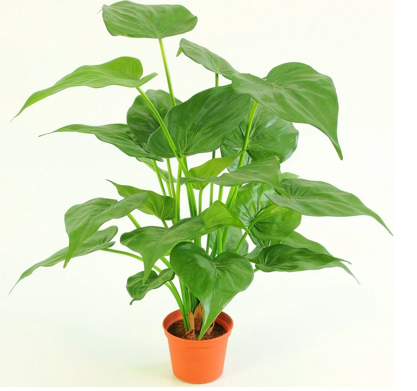 51cm Potted Alocasia - NetDécor