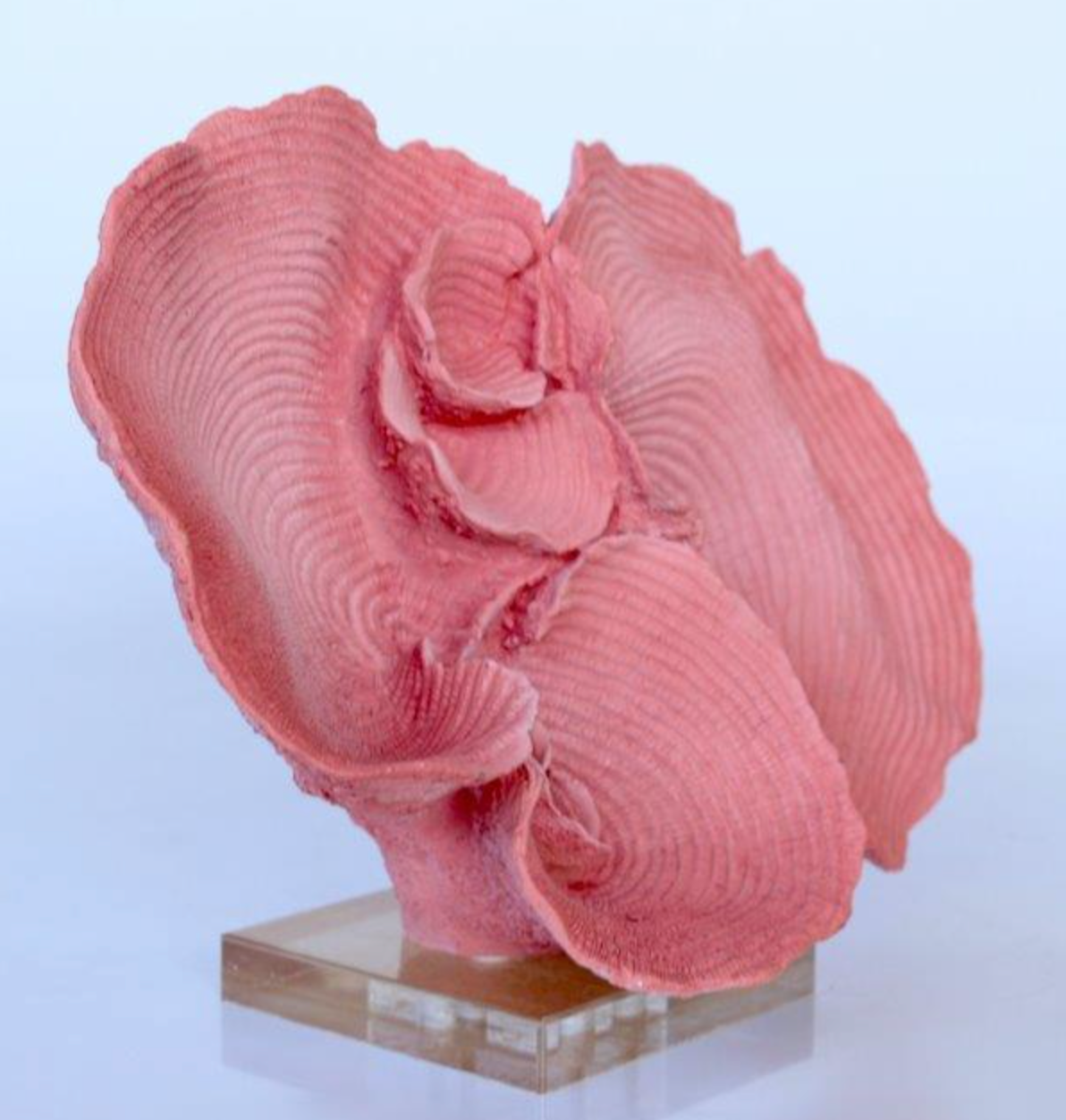 Faux Pink Coral - NetDécor