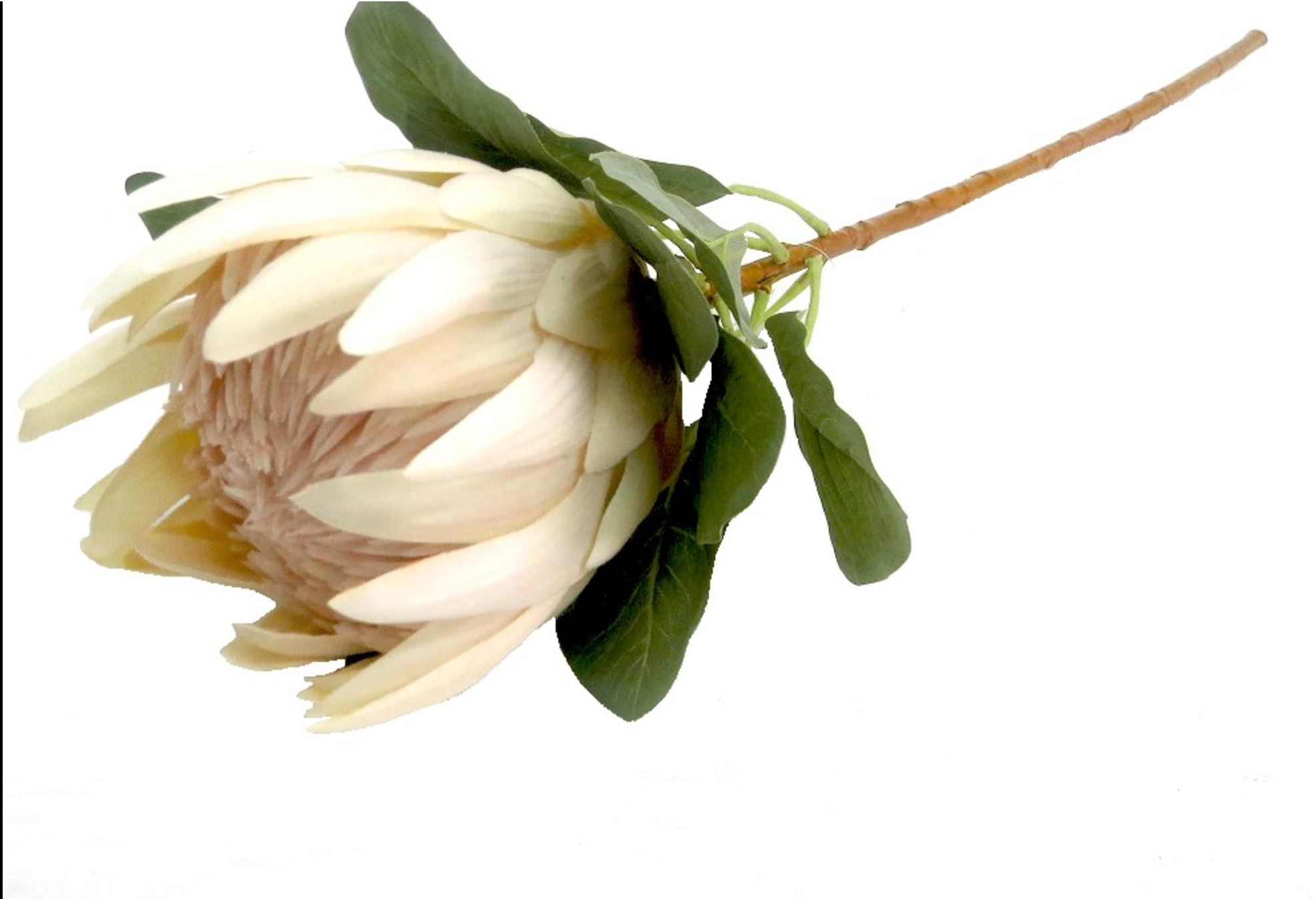 Faux Cream King Protea - NetDécor