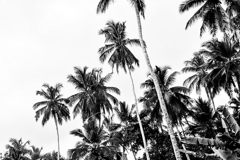 Tropic Mind - NetDécor