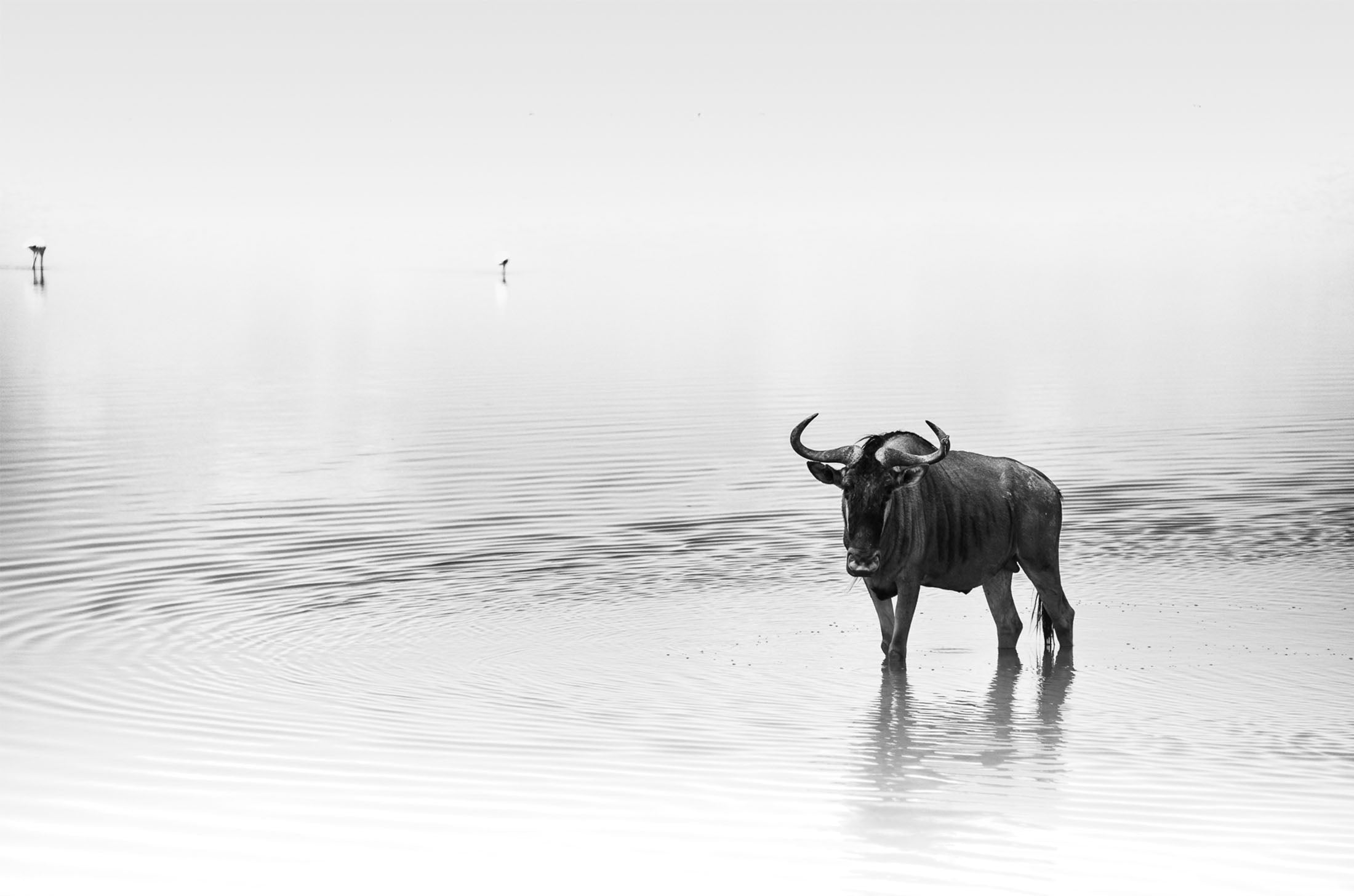 Limited Edition Wildebeest - NetDécor