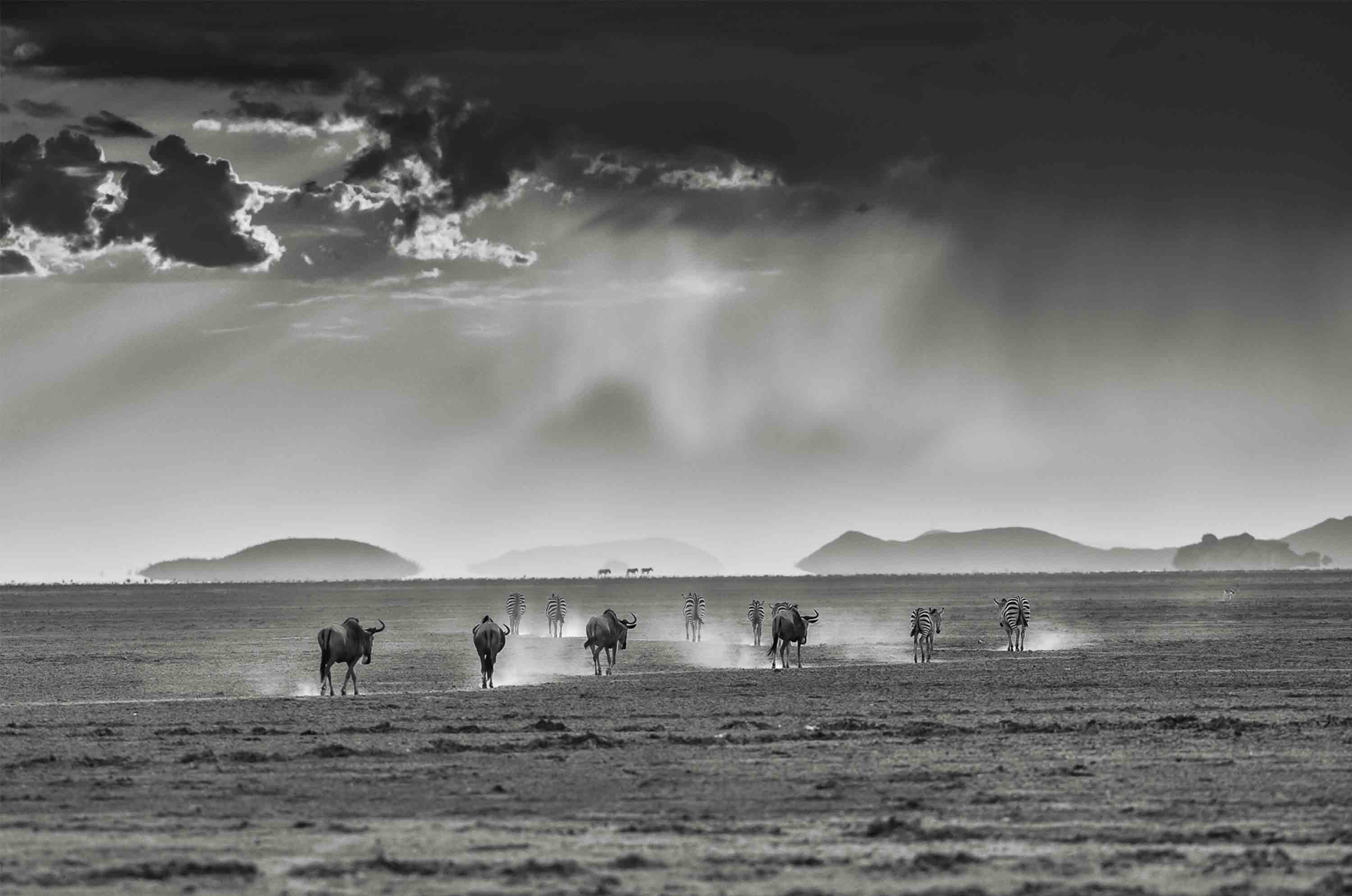Limited Edition Wildebeest Run Landscape - NetDécor