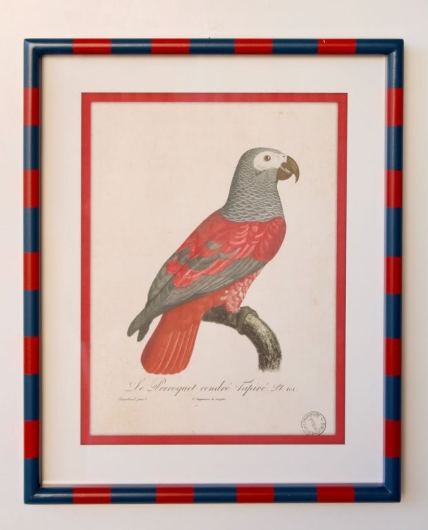 Red & Navy Stripe Frame with Red Parrot Picture