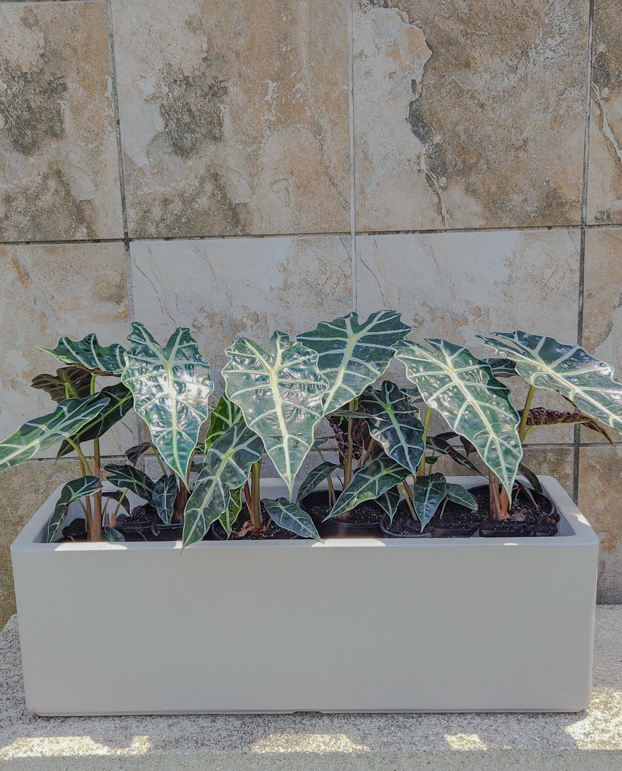 Window Boxes Planters