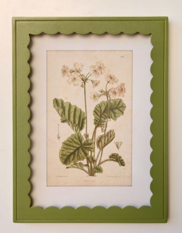 Green Scallop Box Frame Botanical Picture 2