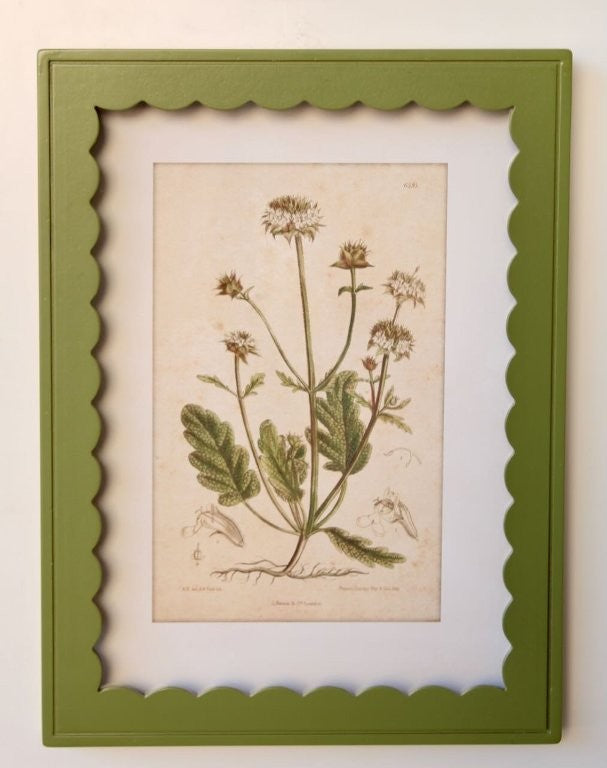 Green Scallop Box Frame Botanical Picture