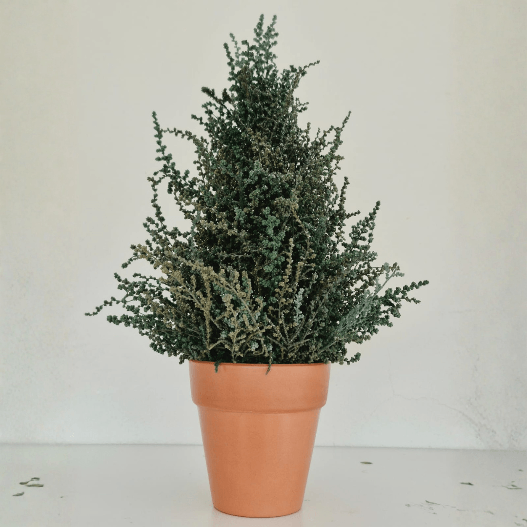 500mm green Slangbos Christmas tree