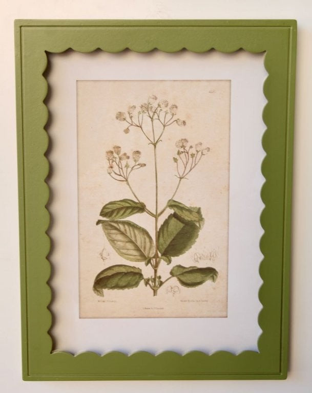 Green Scallop Box Frame Botanical Picture 3