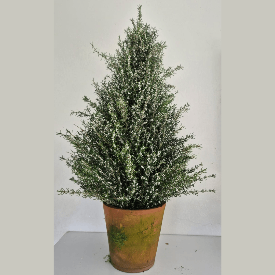 800mm snow Christmas tree on pot
