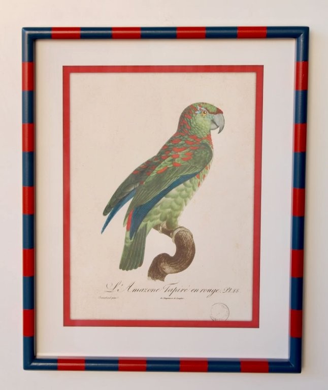 Red & Navy Stripe Frame with Parrot Picture