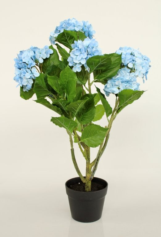 6 BLUE HYDRANGEAS IN POT